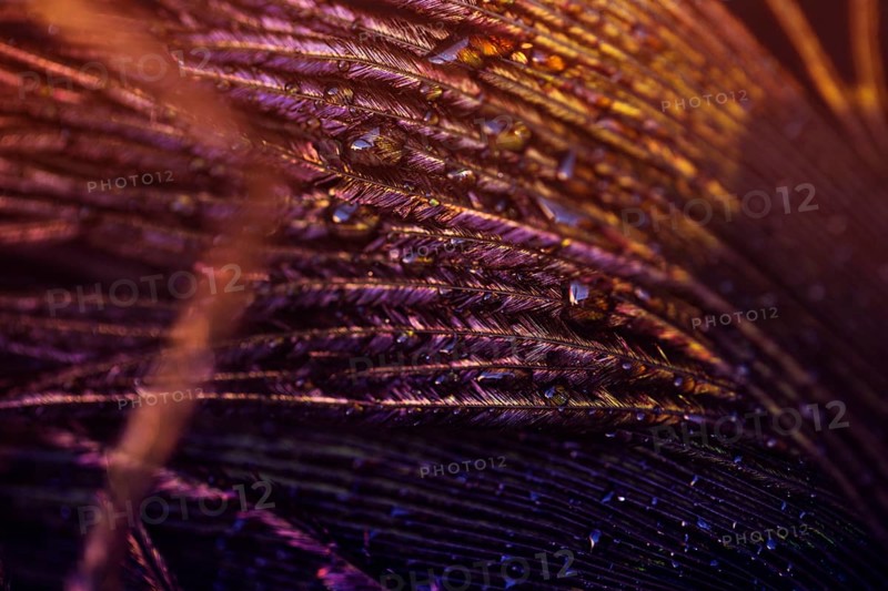 Light peacock feather with water drop