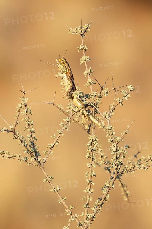 Ground Agama