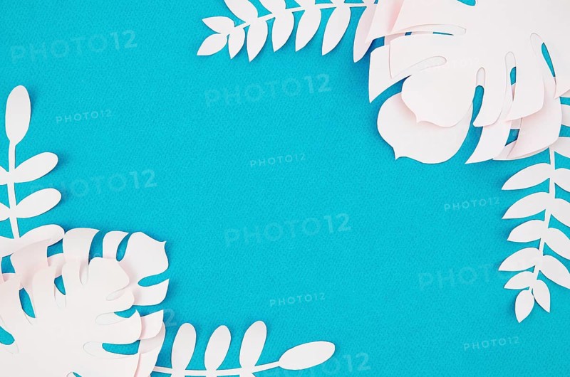 White monstera foliage blue background