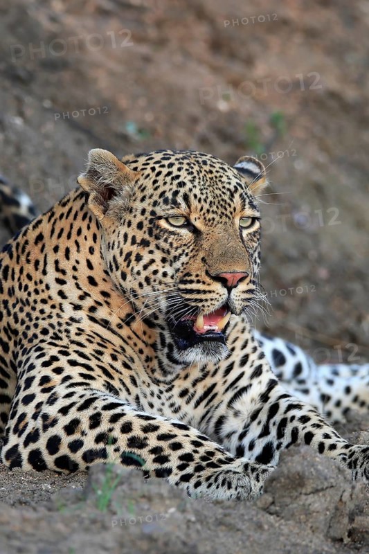 Leopard