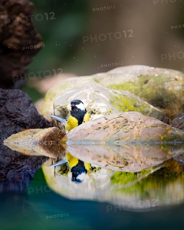 Great tit