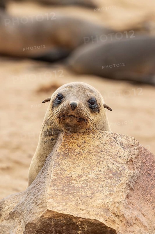 Cape Fur Seal