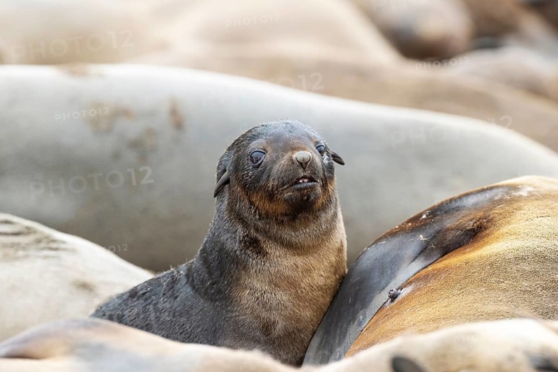 Cape Fur Seal
