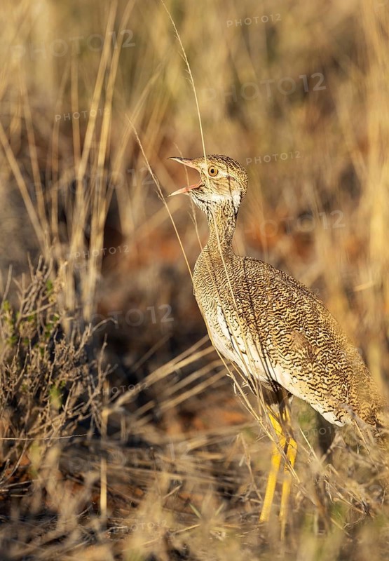 Northern Black Korhaan