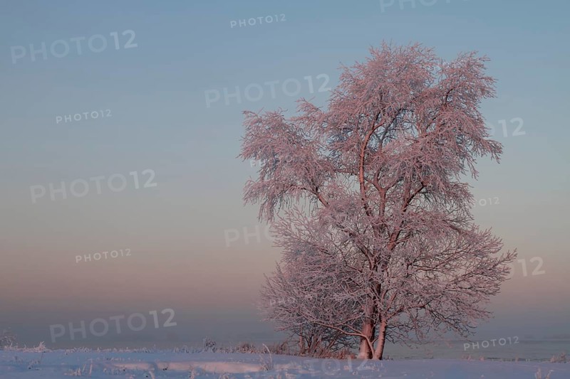 Trees with hoarfrost at sunset