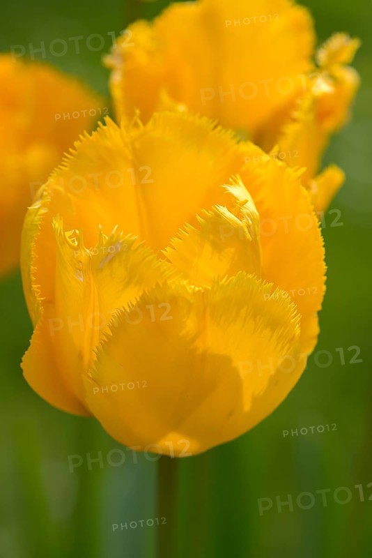 Fringed tulip