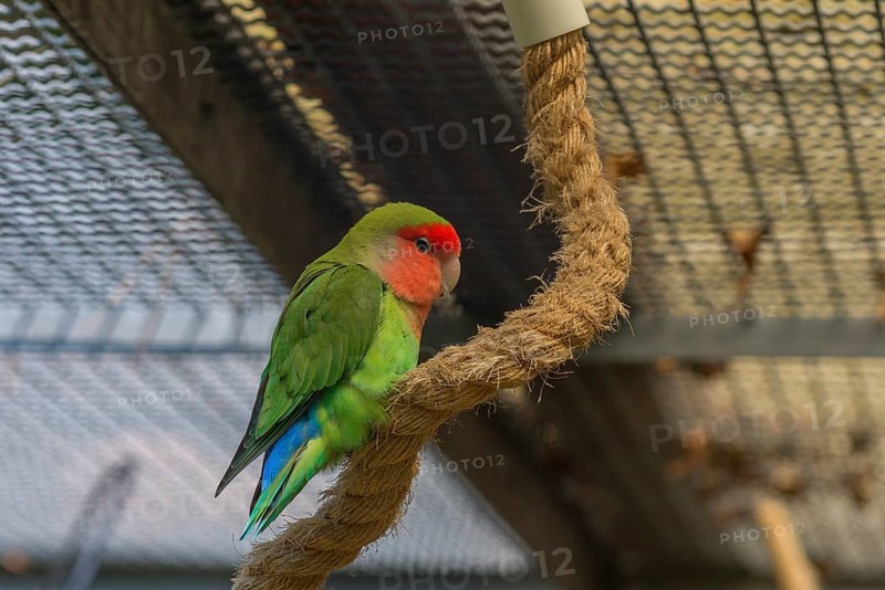 Peach-faced lovebird