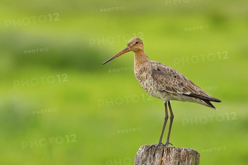 Black-tailed Godwit