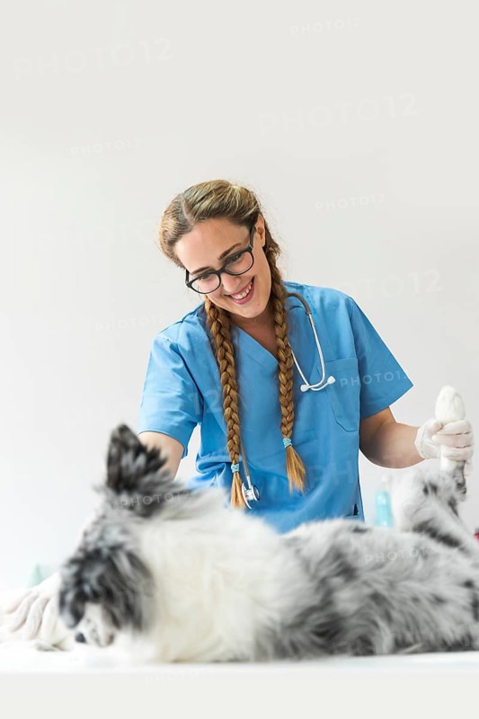 Female veterinarian examining dog clinic