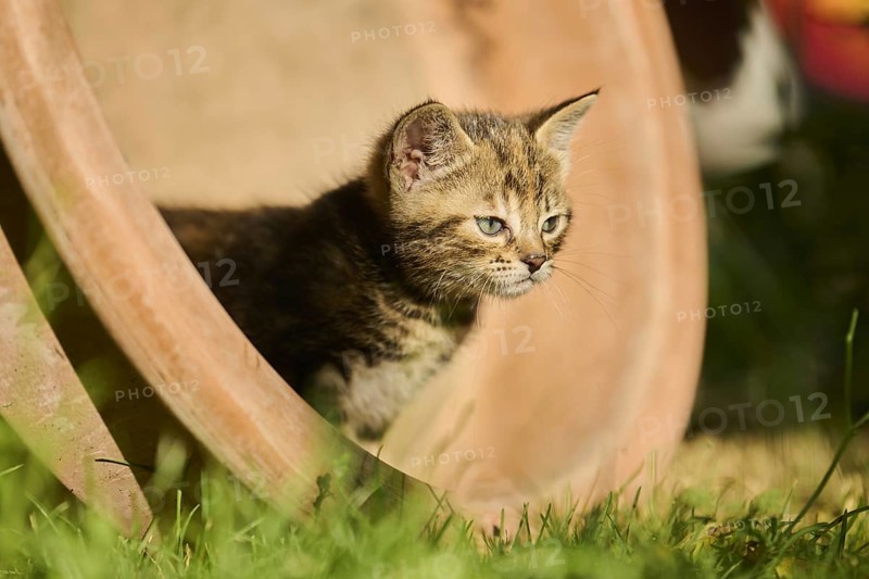 Bengal cat