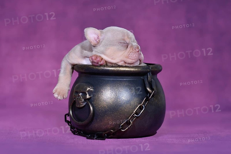Sleeping New Shade Isabella Orange Tan French Bulldog dog puppy in Halloween witch cauldron on purple background