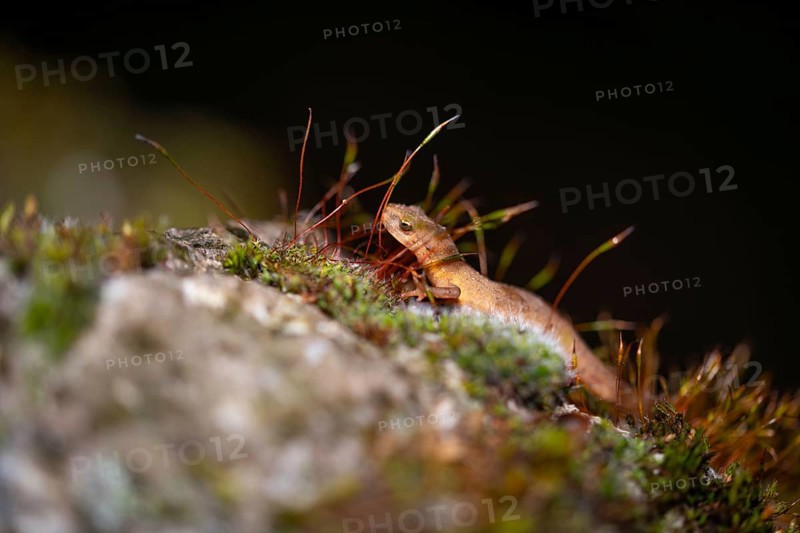 Common newt