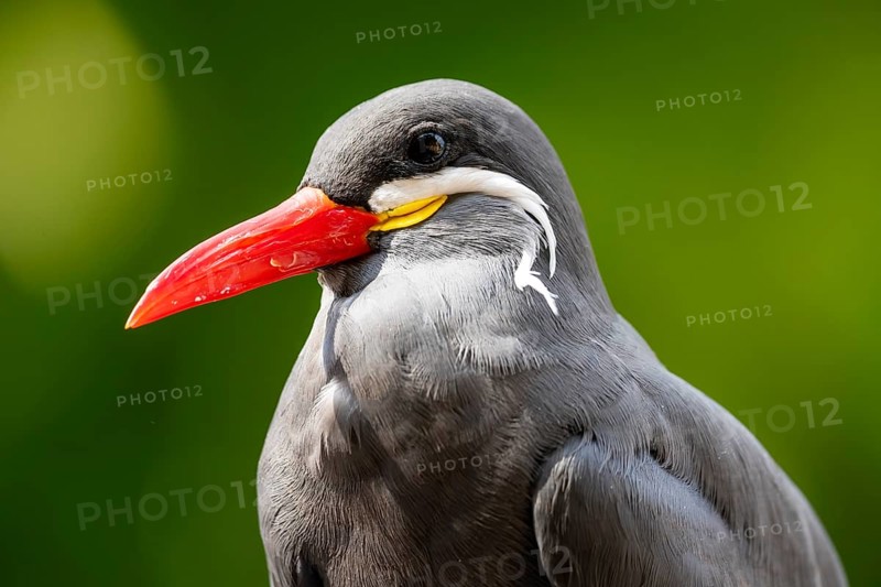 Inca Tern