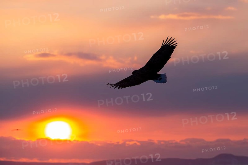Stellers sea eagle