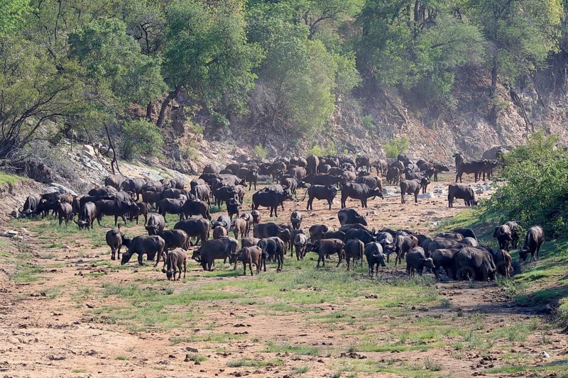 Cape buffalo