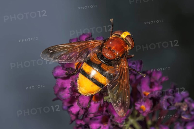 Hornet mimic hoverfly
