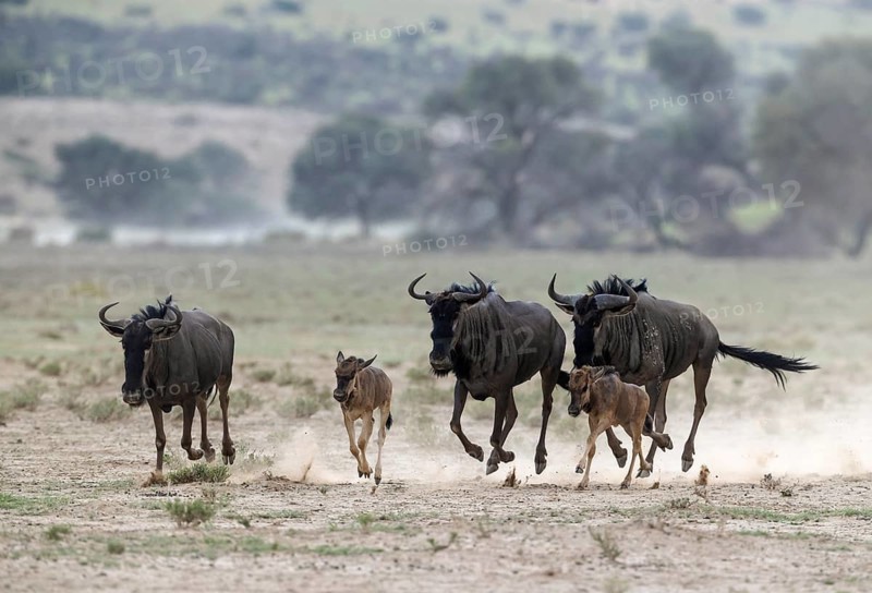 Blue Wildebeest