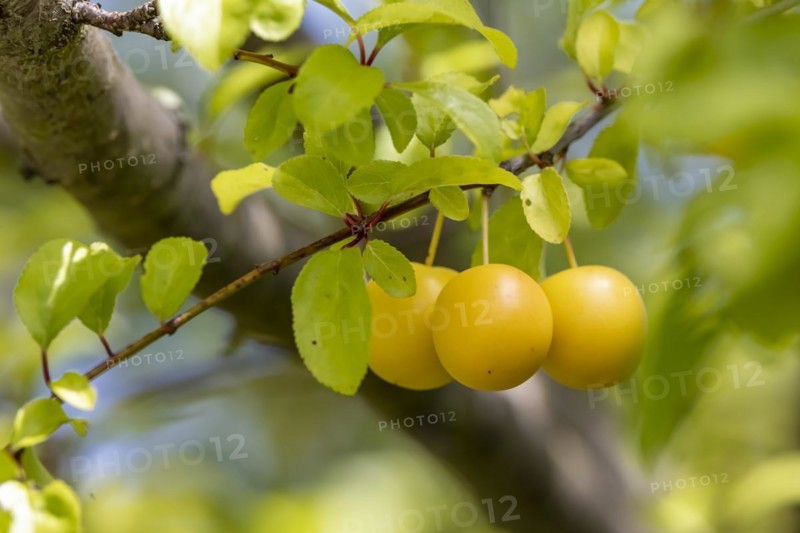 Ripe mirabelle plums