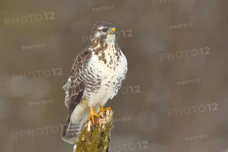 Common steppe buzzard