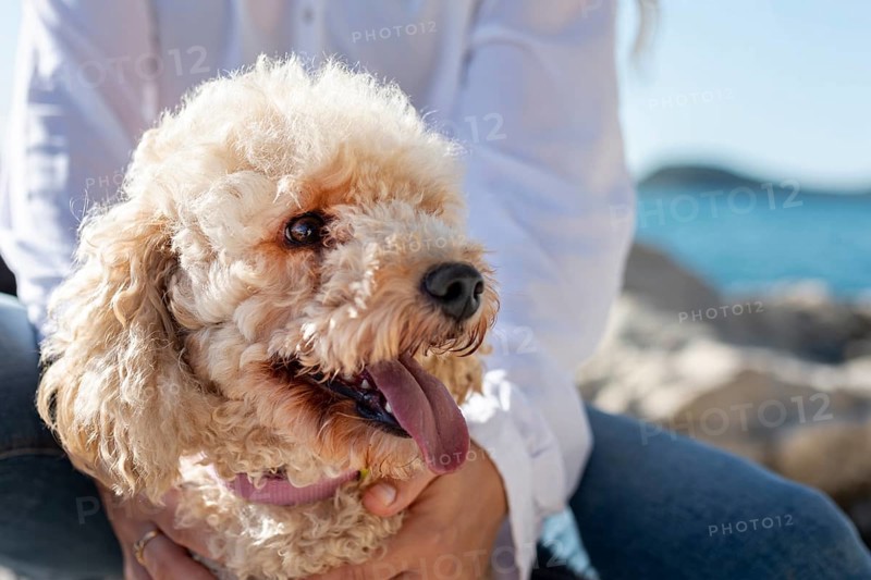 Close up poodle sitting owner lap