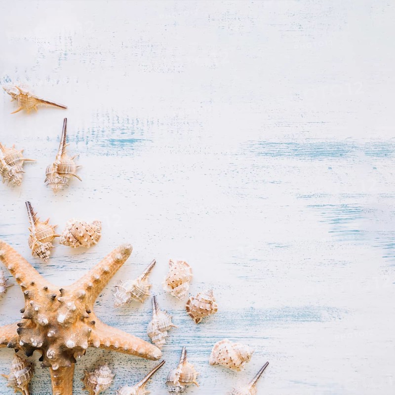 Marine composition with starfish copyspace