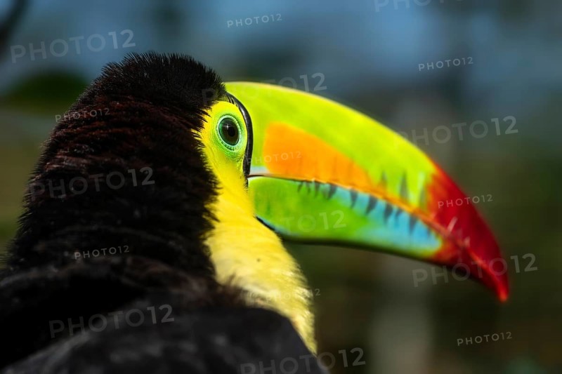 Keel-billed toucan