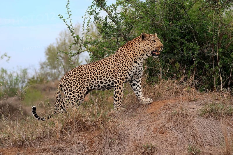 Leopard