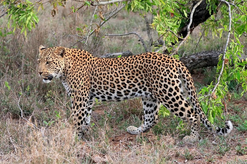 Leopard