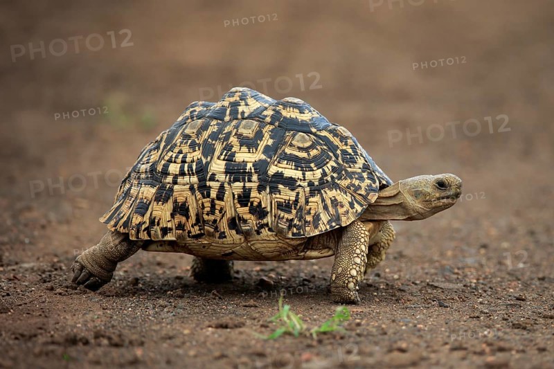 Leopard tortoise