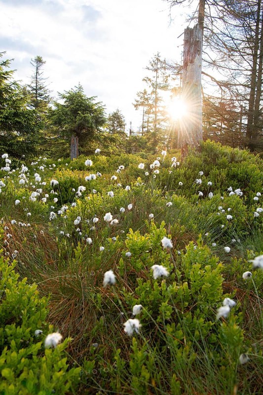 Moor in summer