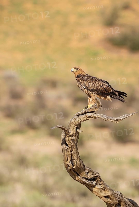 Tawny Eagle