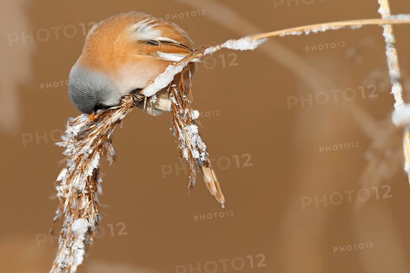 Bearded reedling