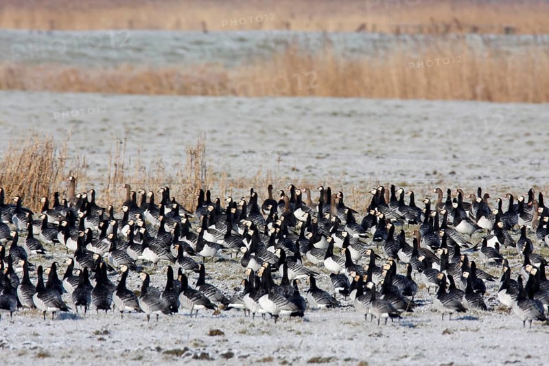 Barnacle goose