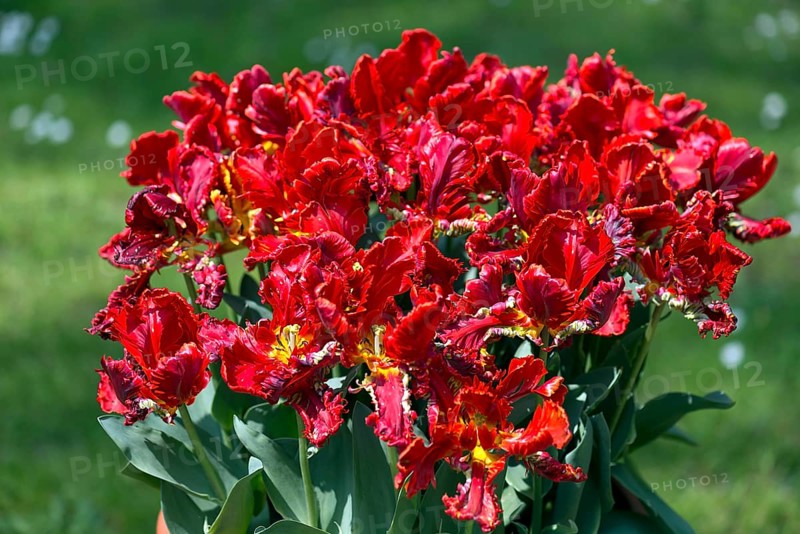 Parrot tulips