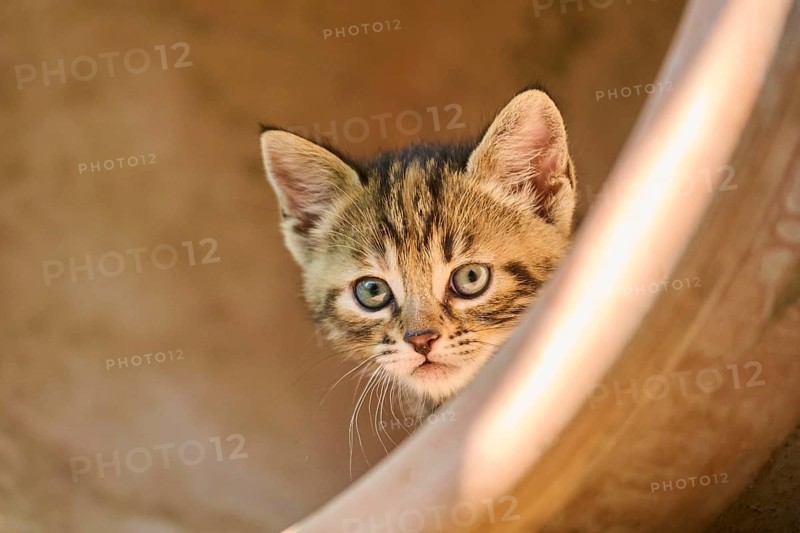 Bengal cat