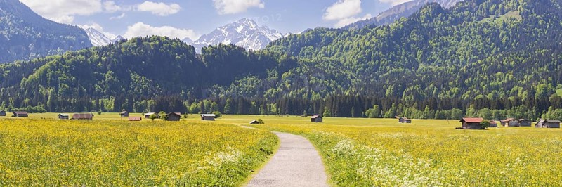 Alpine meadow