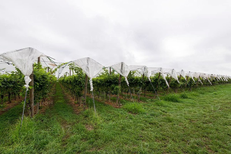 Vineyard covered with protective nets