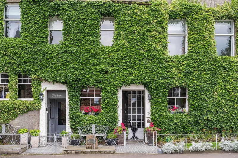 House facade overgrown with common ivy
