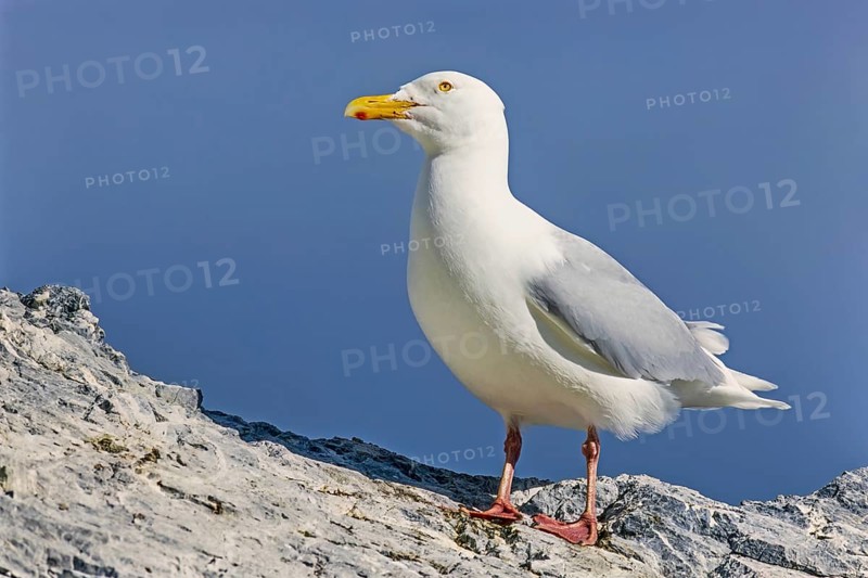 Beautiful Glaucous gull on a cliff in the arctic
