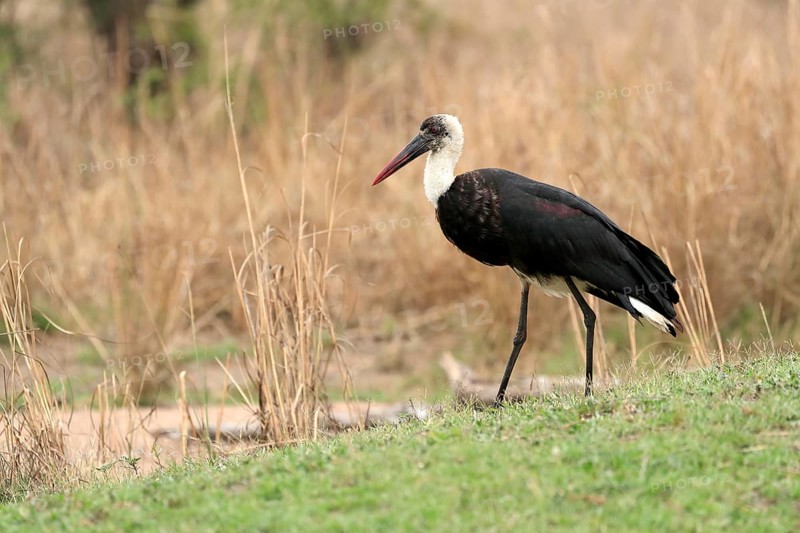 African Woolly-necked Stork