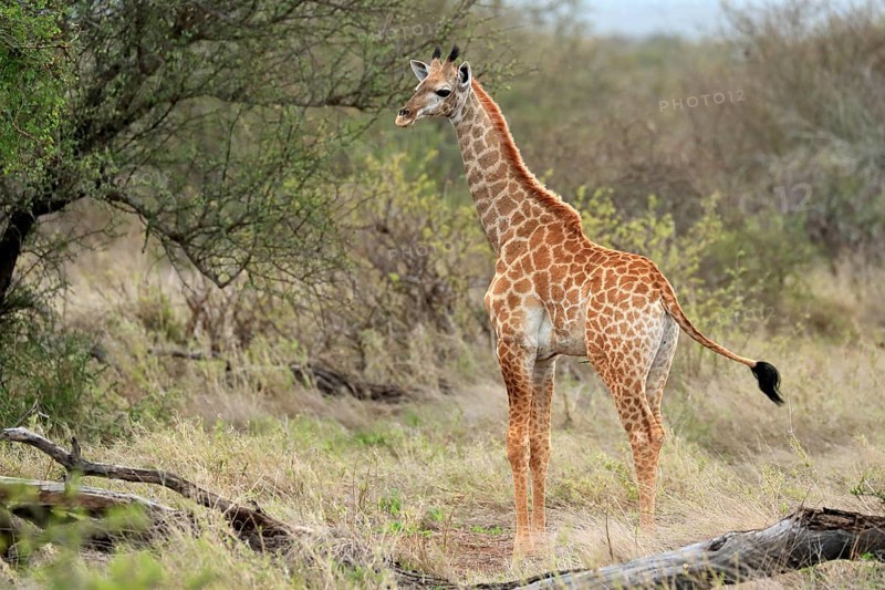 Southern giraffe