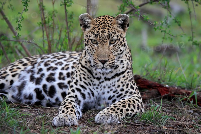 Leopard
