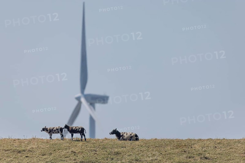 Sheep standing on a dike by the sea in front of a wind turbine for wind energy