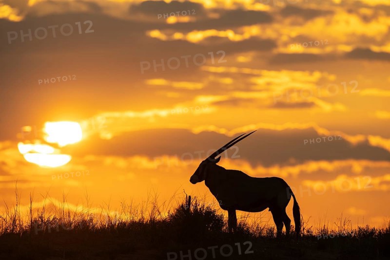 Gemsbok