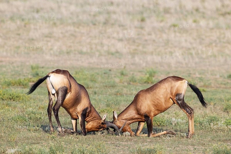 Red Hartebeest