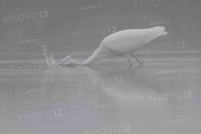 Great egret