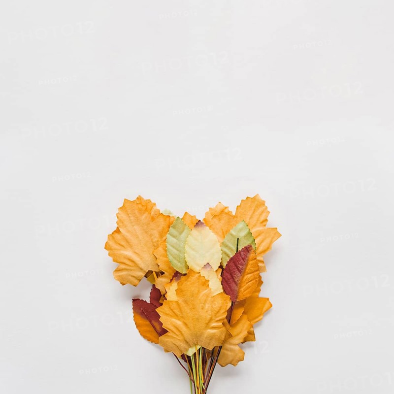 Bouquet autumn leaves white background