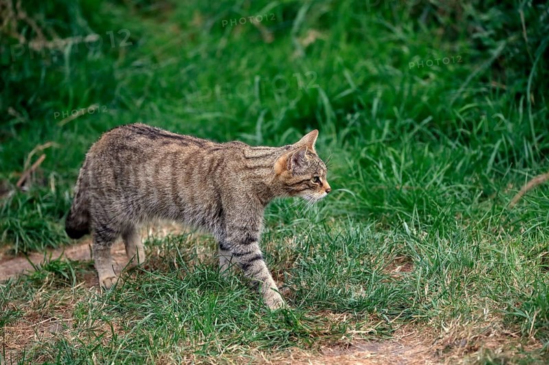 European wildcat