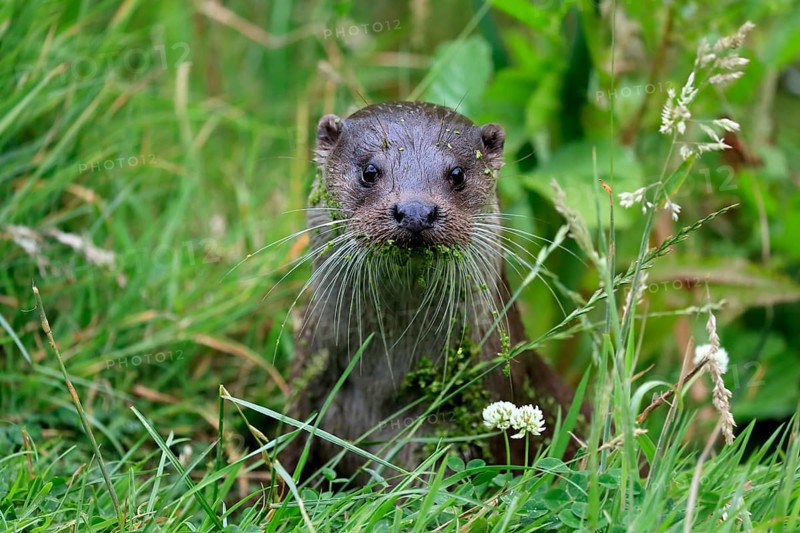 European otter