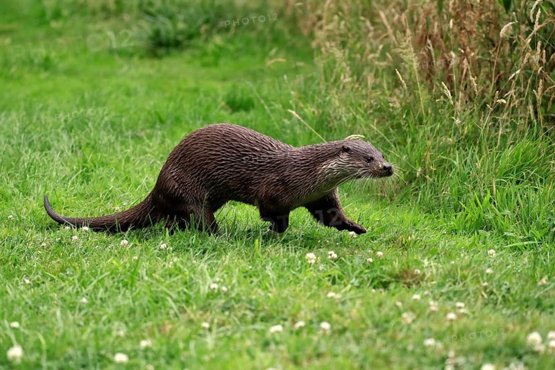 European otter